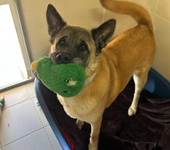 Join in fun at popular Millbrook dog show