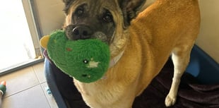 Join in fun at popular Millbrook dog show