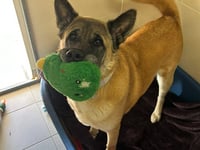 Join in fun at popular Millbrook dog show