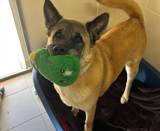 Join in fun at popular Millbrook dog show