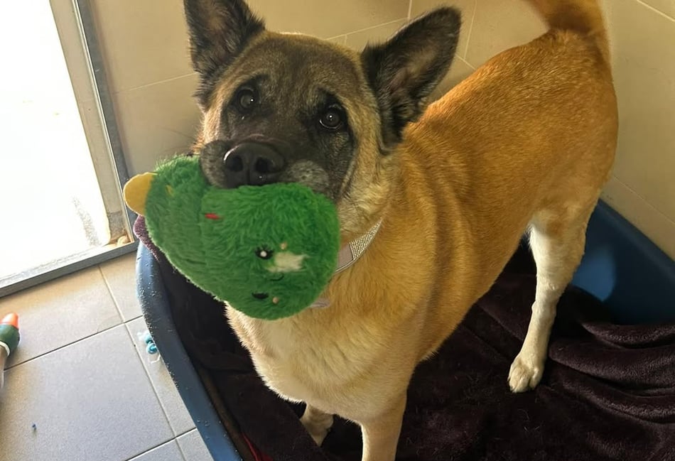 Join in fun at popular Millbrook dog show