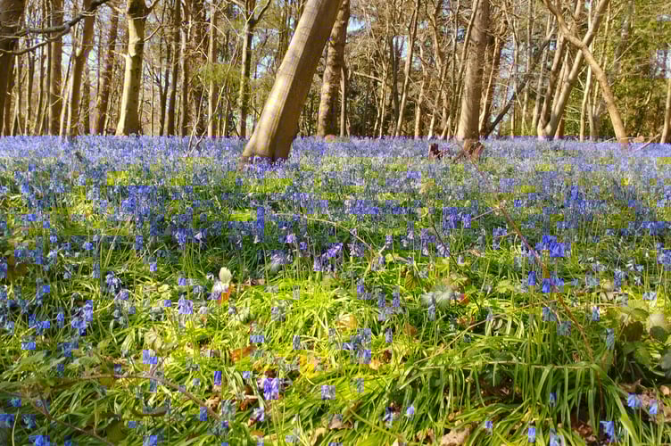 Bluebells at the Chantries