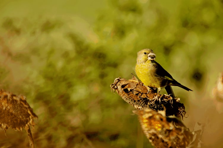European greenfinch 