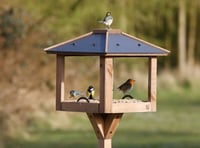 When bird feeders become disease hotspots