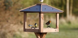When bird feeders become disease hotspots