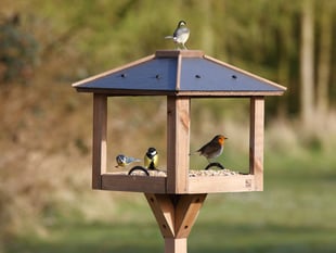 When bird feeders become disease hotspots