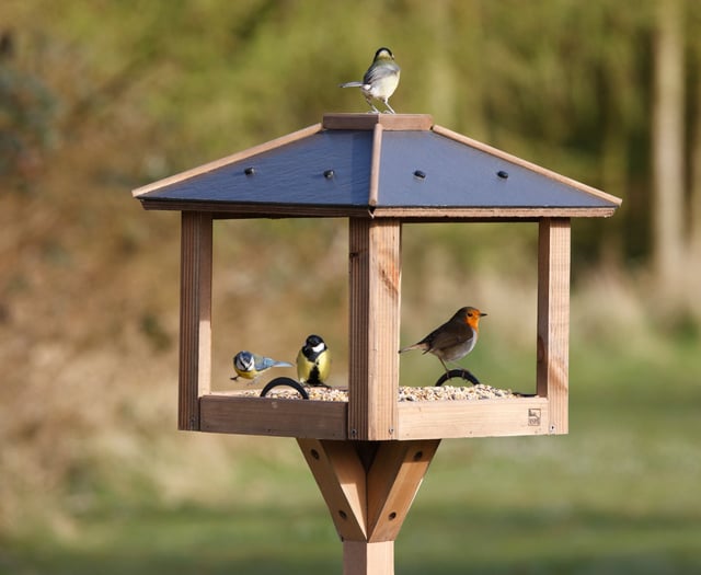 When bird feeders become disease hotspots