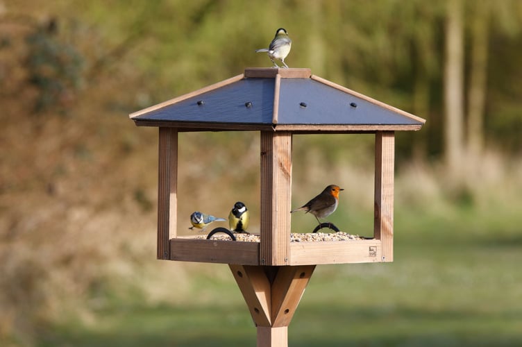 Feeding birds at a bird table is discouraged. RSPB photo by Nigel Blake