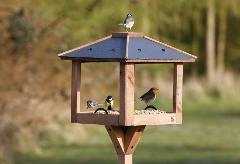 When bird feeders become disease hotspots
