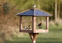 When bird feeders become disease hotspots