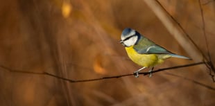 Why birds need you to stand and stare