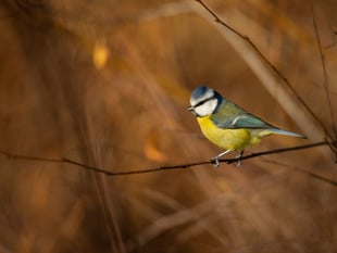Why birds need you to stand and stare