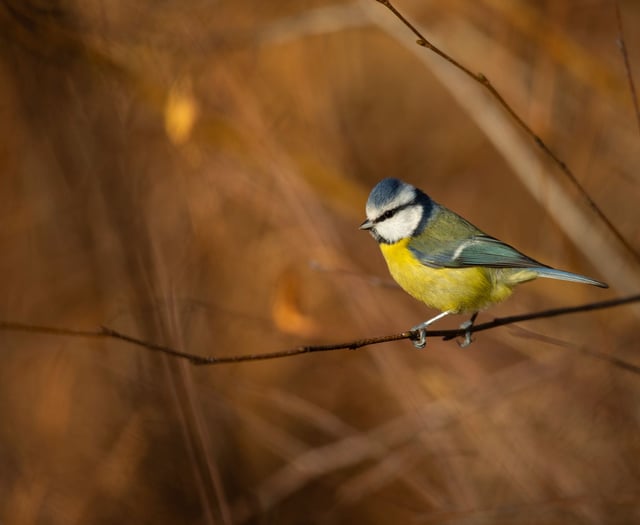 Why birds need you to stand and stare