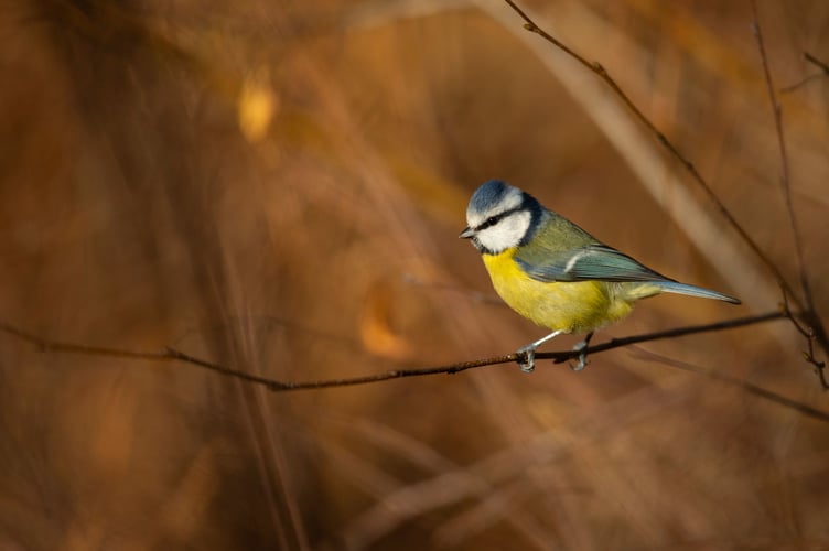 Blue tit 