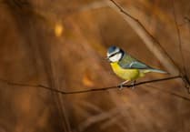 Why birds need to stand and stare this spring