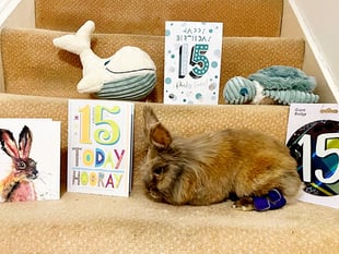 Hoppy birthday: Surrey rabbit named world’s oldest