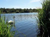 Boardwalk boosts nature reserve