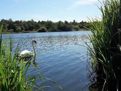 Guildford Riverside Nature Reserve. (Credit: Guildford Borough Council)