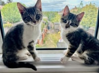 Cat rescue seeks help with surge in numbers