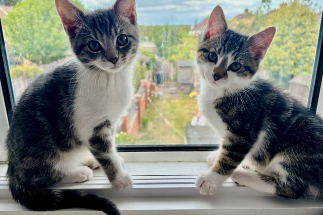 Cat rescue seeks help with surge in numbers