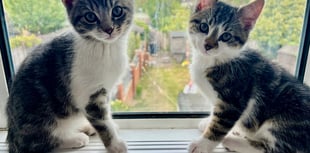 Cat rescue seeks help with surge in numbers