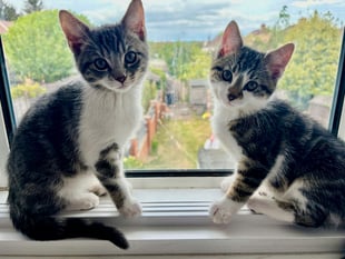 Cat rescue seeks help with surge in numbers