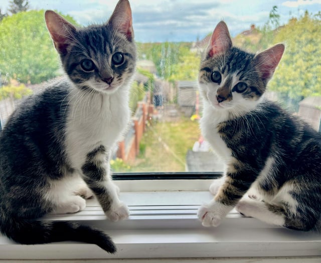 Cat rescue seeks help with surge in numbers
