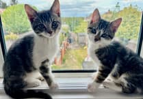 Cat rescue seeks help with surge in numbers
