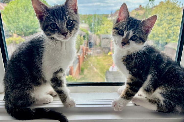 Byfleet Cat Rescue