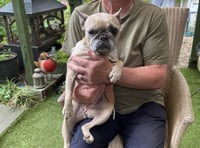 Family launches appeal to save dog Luna from lung cancer