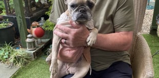 Family launches appeal to save dog Luna from lung cancer