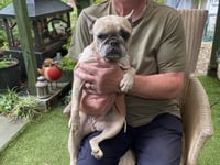Family launches appeal to save dog Luna from lung cancer