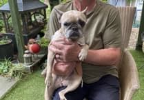 Family launches appeal to save dog Luna from lung cancer