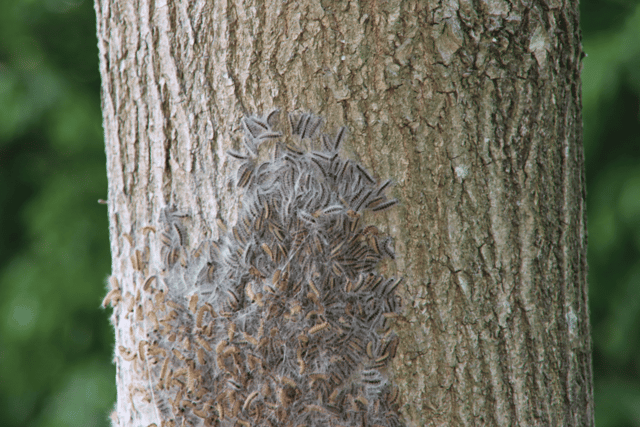 Residents warned over toxic caterpillars
