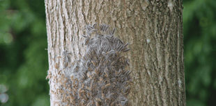 Residents warned over toxic caterpillars