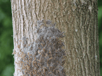 Residents warned over toxic caterpillars