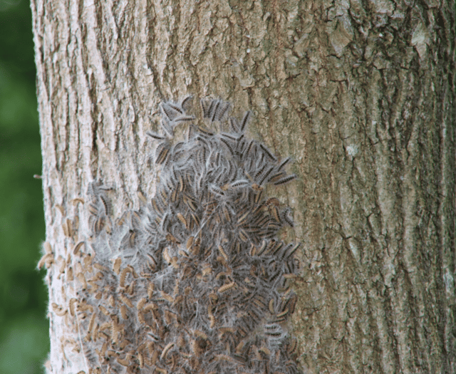 Residents warned over toxic caterpillars
