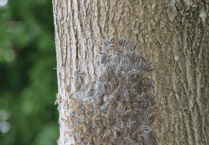 Woking residents warned over toxic caterpillars