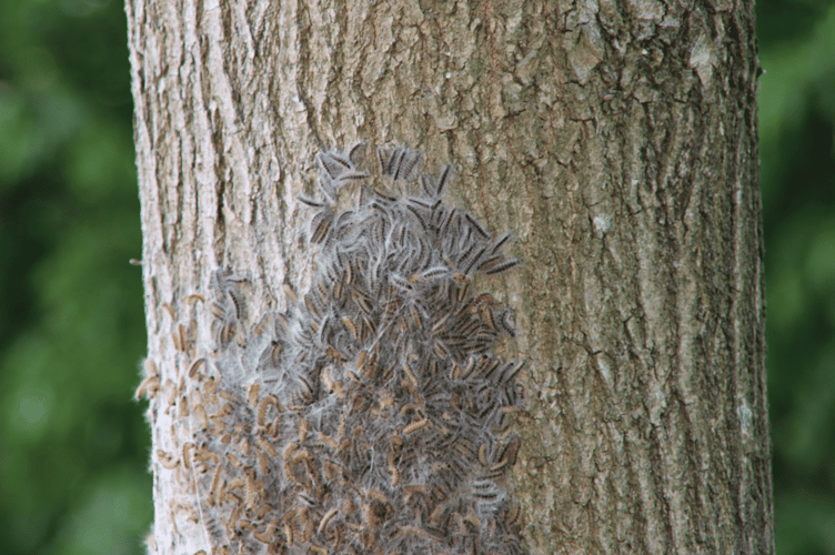 Oak processionary moths pose health risks to residents and pets.