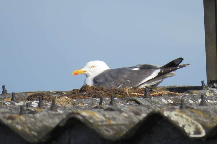 Lesser_Black-backed_Gull_by_Dawn_Balmer_BTO