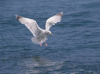 Why calls for gull cull are misplaced