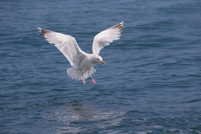 Why calls for gull cull are misplaced