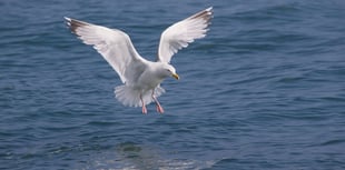 Why calls for gull cull are misplaced