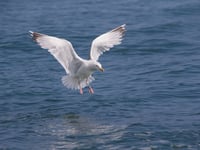 Why calls for gull cull are misplaced