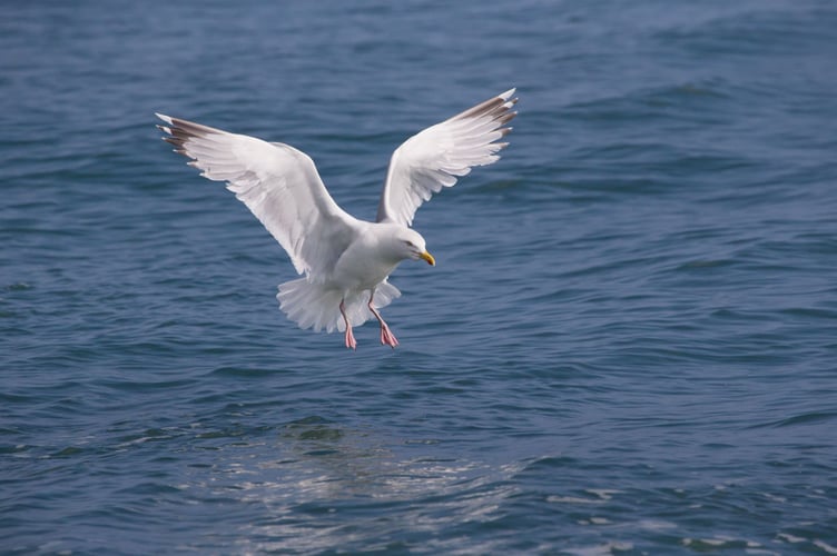 Herring_gull_by_Edmund_Fellowes_BTO