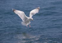 Why calls for gull cull are misplaced