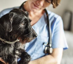 Pet Doctors Woking start work on £1.8m upgrade