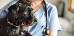 Pet Doctors Woking start work on £1.8m upgrade
