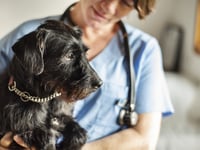 Pet Doctors Woking start work on £1.8m upgrade