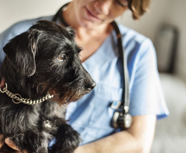 Pet Doctors Woking start work on £1.8m upgrade